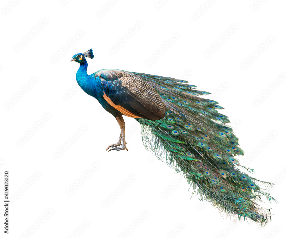 Wall mural indian peafowl, blue peafowl on a white background.