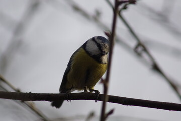 Modraszka ,sikora modraszka ,kolorowy ptak ,mały ptak ,sikora na gałęzi