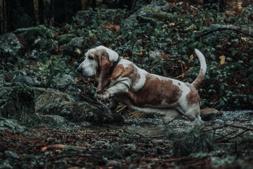 Basset Hound - Perro con orejas grandes cruzando un rio