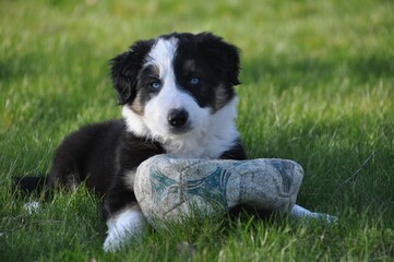 Border Collie puppy with blue eyes