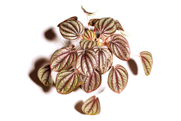 Houseplant Peperomia Piccolo Banda, foliage nature background, close up on the light background. Flower shop concept