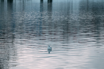 A lonely white gull floats down the river.