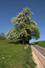 Frühling im Kraichgau