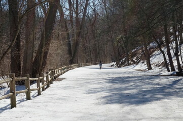 Pedestrian on Snow Covered Path in Wooded Park