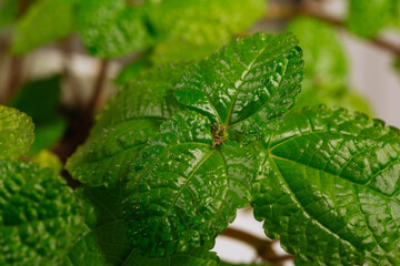 Houseplant Pilea nummulariifolia, tropical foliage nature background, close up. Flower shop concept