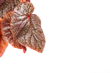 Houseplant Cane-like begonia Maurice Amey, Polka Dot Begonia, tropical foliage nature background, close up on the light background. Flower shop concept