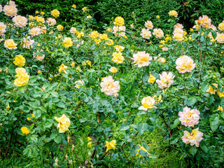 Decorative flowering bushes roses growing on the lawn