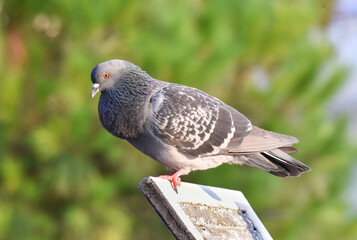 Pigeon standing on a wood