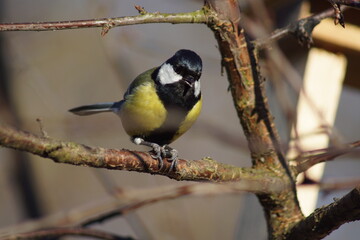 Sikora ,barwny ptak ,sikora bogatka 