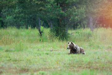 The brown bear (Ursus arctos) lies in the grass on a forest meadow.  Wildlife photography in the Slovak country (Tatras)
