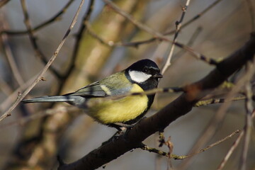 Sikora ,barwny ptak ,sikora bogatka 