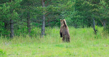 The bear is standing (Ursus arctos) in forest habitat. Wildliffe photography in the slovak country (Tatry)