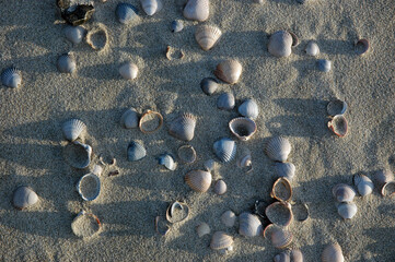 Muscheln liegen am Strand