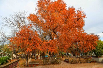 Tree, red color, orange color 
