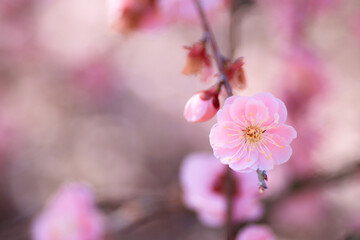 Obraz premium pink cherry blossom