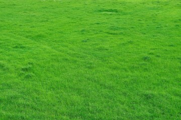 Obraz na płótnie Canvas View of a green meadow