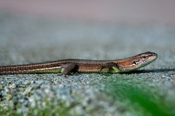 little brown lizard looking at the camera