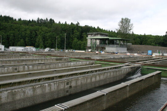 Salmon Fish Hatchery, Cowlitz, Northern California With Rows Of Tanks To Rear The Fingerlings