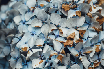 Dying Hydrangea
