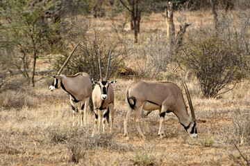 Beisa oryxes, Samburu Game Reserve, Kenya