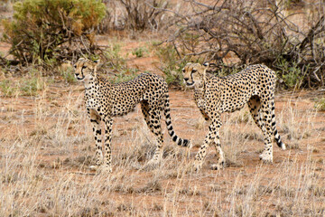 Hungry cheetahs (female and daughter), Samburu Game Reserve, Kenya