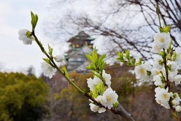 天守閣と桃