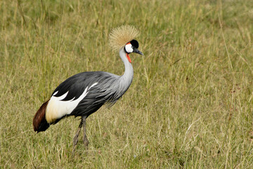 Crowned crane (crested crane) walking in long grass, Masai Mara Game Reserve, Kenya