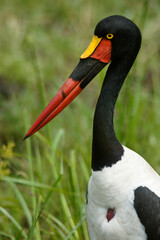 Female (yellow eye) saddle-billed stork in marsh, Masai Mara Game Reserve, Kenya
