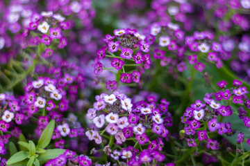 A beautiful flower in the garden