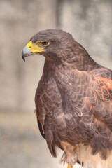 大阪城のハリスホーク