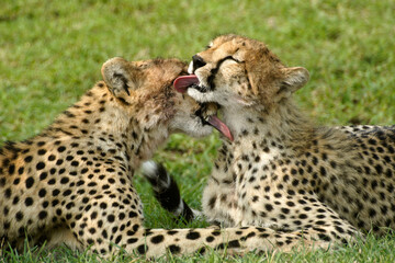 Two young cheetahs grooming each other, Masai Mara Game Reserve, Kenya