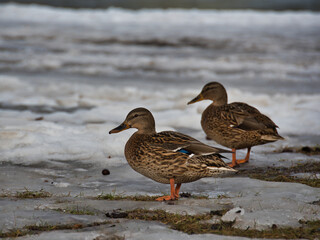 Duck mallard in motley plumage on a cloudy day in early spring against the background of gray soft ice and settled snow.