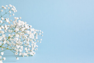 White gypsophila on a soft blue background. Holiday card for birthday, March 8, wedding. Festive...