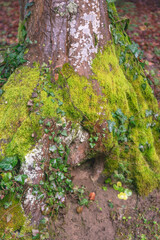 Fototapeta premium Colorful green grass in a twilight forest