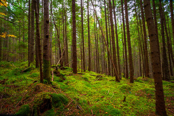 beautiful fresh green forest