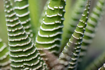 Close up of Zebra Cactus, Hawthorn Fasciata Close up