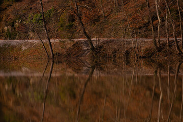 Reflections of trees in a lake in Croatia