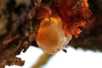 Gomosis del almendro