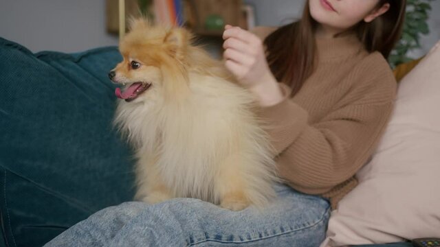 Pomeranian dog is sitting on the girl's legs. Woman is petting her dog. Close-up of happy domestic animal in arms of his owner. Dog is breathing with its wide open mouth. 
