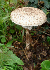 Chain mushroom on forest floor