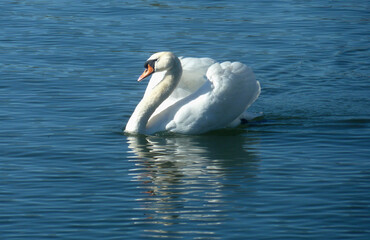 Fototapeta premium Here is a proud swan swimming