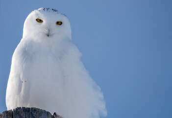 Snowy Owl WInter