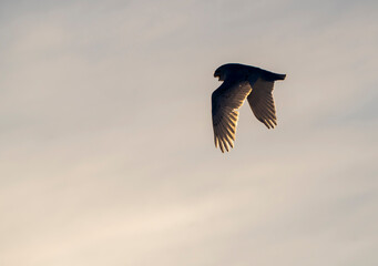 Snowy Owl WInter