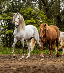 Obraz na płótnie Canvas Two horses on paddock, walking together, free.