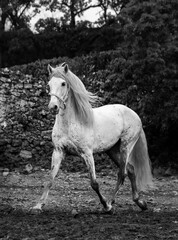 Obraz na płótnie Canvas Black and white horse trotting on paddock, free, mane in the wind.