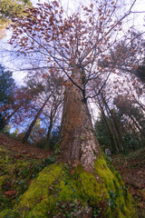 Sky and trees in Croatia