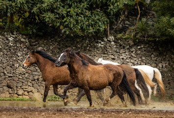 Fototapeta premium Brown horses galloping freely on paddock, through water.