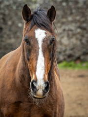 Fototapeta premium Portrait of brown and white horse, Lusitano breed, outdoors.
