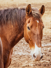 Obraz premium Portrait of brown and white horse, Lusitano breed, outdoors.