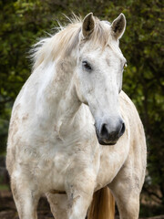 Obraz na płótnie Canvas Portrait of white horse, Lusitano breed, outdoors.